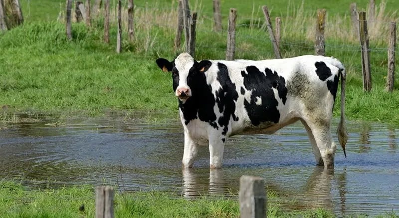 Danas zatvaranje Javnog poziva za dodjelu podrške za nabavku priplodnih grla u čistoj rasi