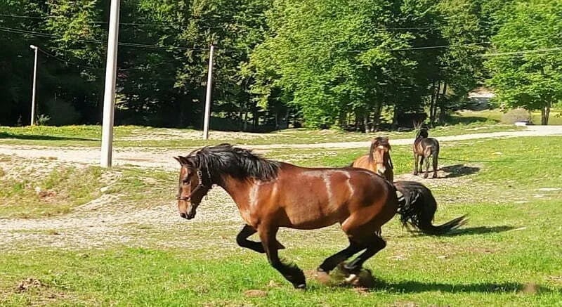 Buking obećava uspješnu sezonu na Vučju