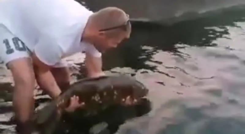(VIDEO) Nakon ulova, šarana od 10 kilograma vratio u jezero