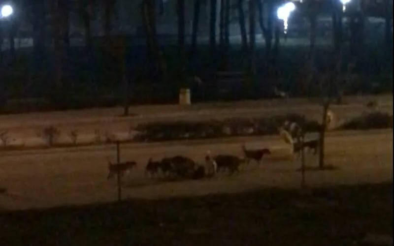 (Video) ČITAOCI ŠALJU: Čopor pasa lutalica svakodnevna pojava kod gradskog parka