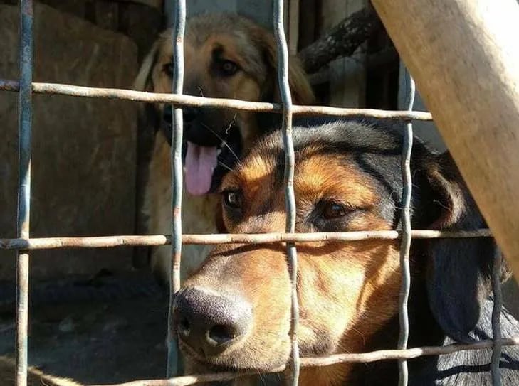 U Nikšiću počinje popis vlasničkih pasa
