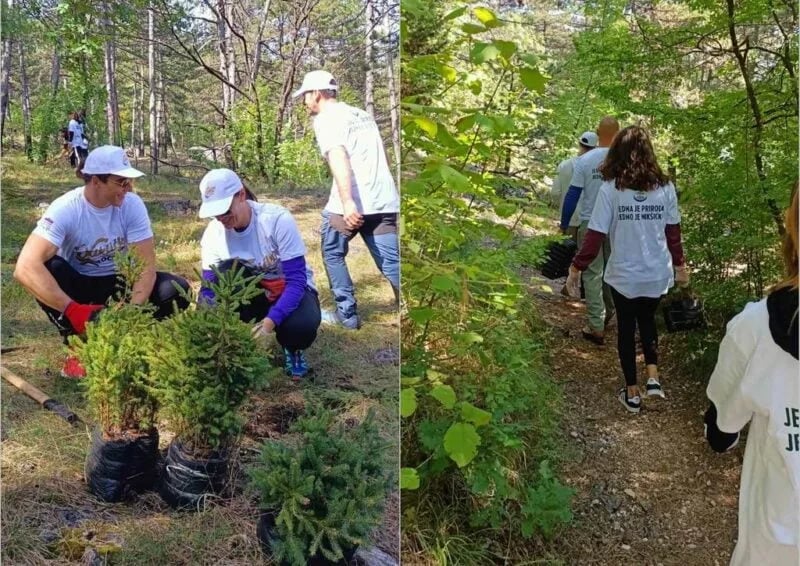 Park šuma Trebjesa zelenija za preko 500 stabala