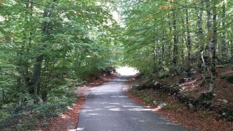 NVO Zagrad Montenegro: Trajno zabraniti doznake za sječu u okviru šumskog kompleksa Seloštak