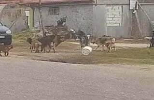 ČITAOCI ŠALJU: Psi lutalice napali dijete na putu do vrtića