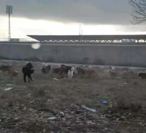 Roditelji zabrinuti, čopor pasa u blizini OŠ „Braća Labudović“