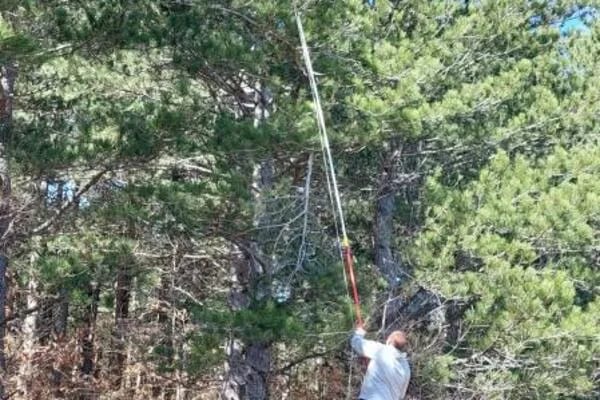 Akcija suzbijanja borovog litijaša u Podgorici, Nikšiću, Danilovgradu i Kotoru