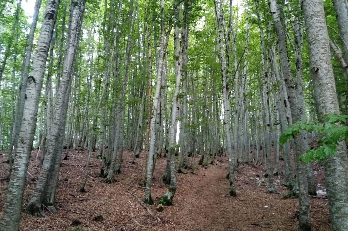 Perović: Potrebno mnogo više kredibilnih i pravovremenih informacija o posljedicama klimatskih promjena.