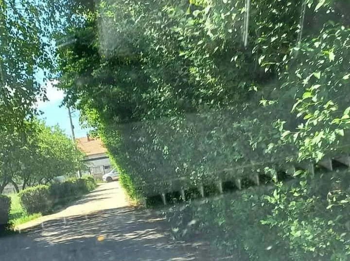 ČITAOCI ŠALJU: Živa ograda u Kočanima ugrožava bezbjednost učesnika u saobraćaju