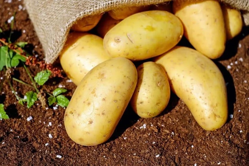 Spriječen uvoz 34.000 kilograma krompira zbog lošeg kvaliteta