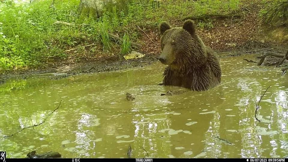 FOTO: Medvjed predah od vrućina našao u Parku prirode Piva