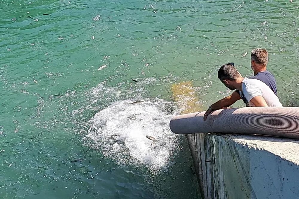Pivsko jezero poribljeno sa 20 tona pastrmke