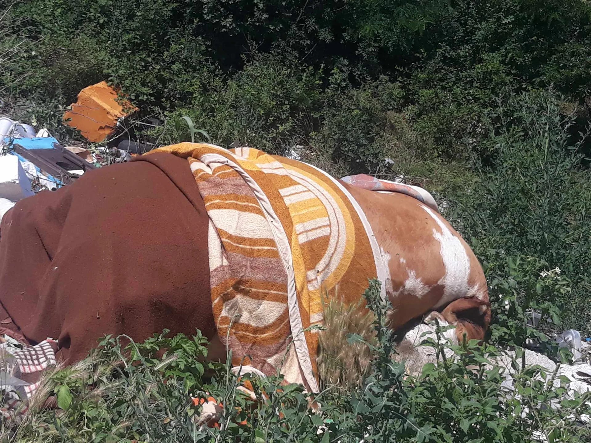 ČITAOCI ŠALJU: Uginulu životinju ostavili pored puta