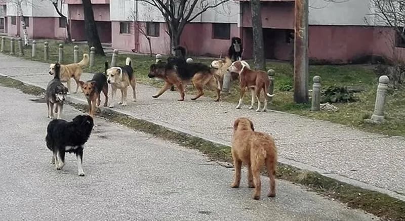 Troipogodišnju djevojčicu za glavu ujeo ulični pas