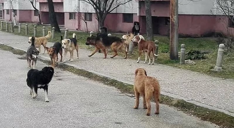 Troipogodišnju djevojčicu za glavu ujeo ulični pas