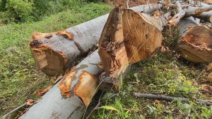 Za pet godina posječeno skoro 23.000 kubnih metara drva, šteta 18 miliona eura