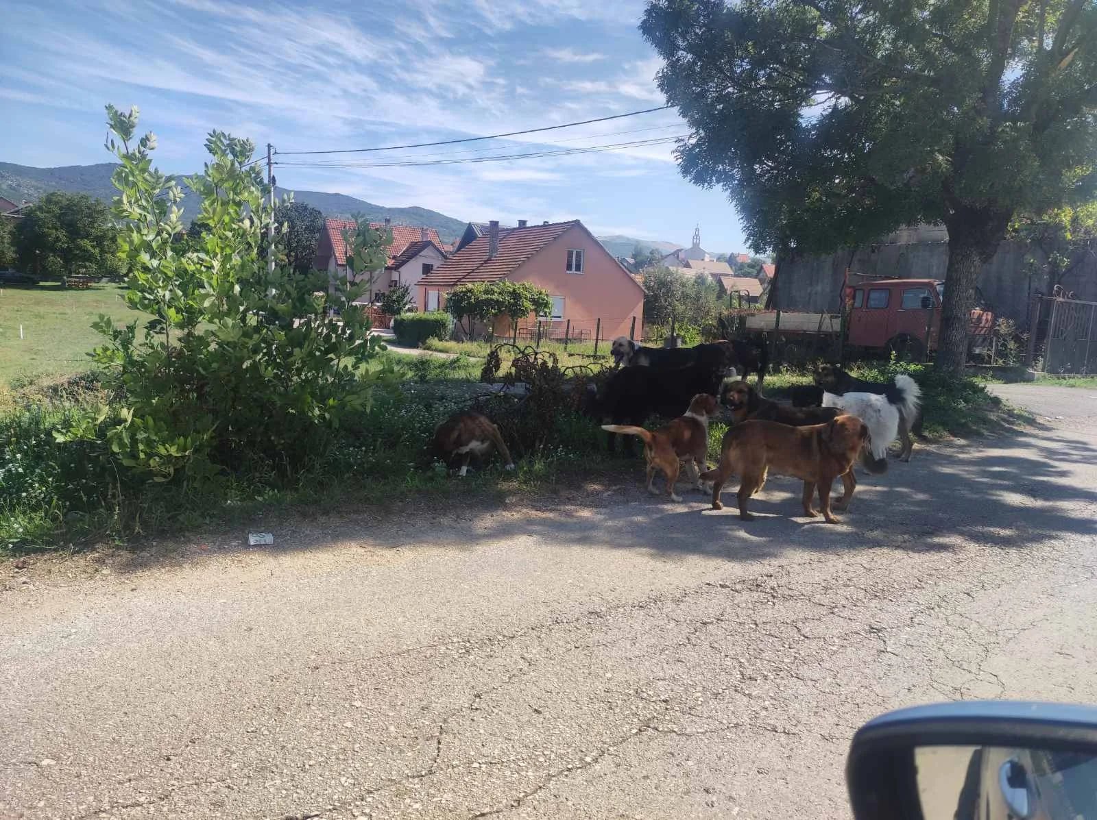ČITAOCI ŠALJU: Zabrinuti za bezbjednost djece zbog pasa lutalica