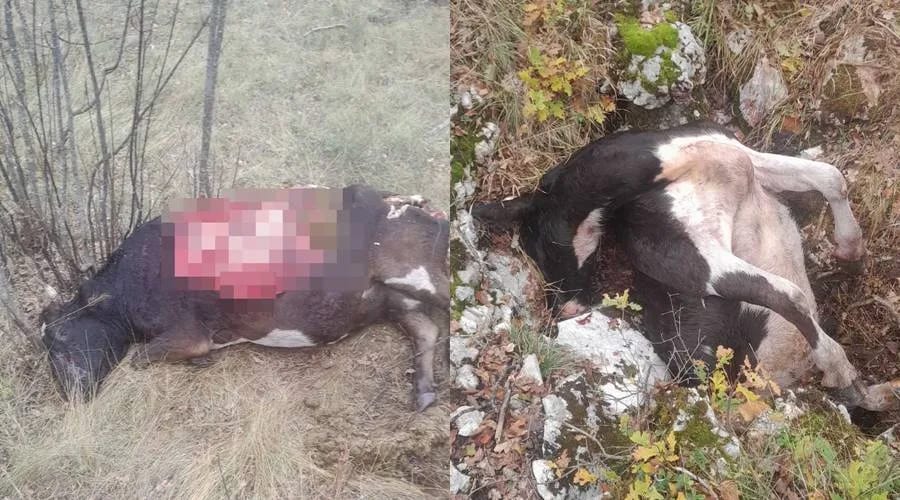 Nikšićaninu medvjed usmrtio tri krave