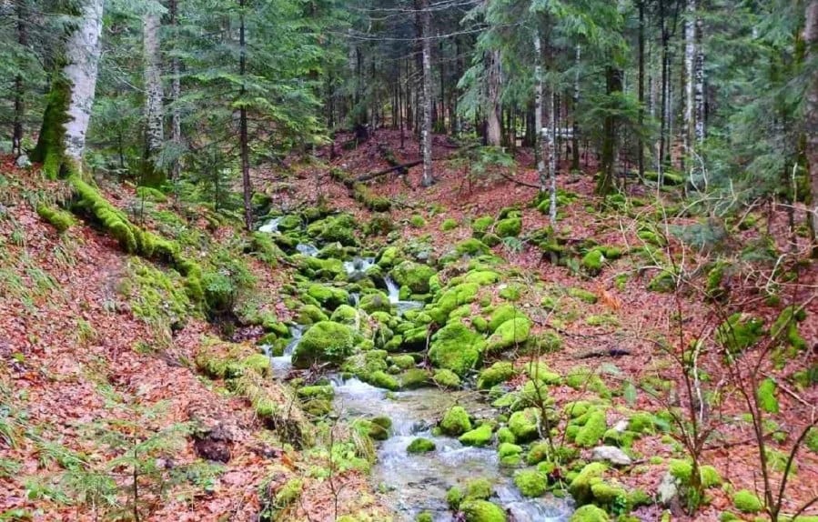 NP Biogradska gora otvoren za posjetioce