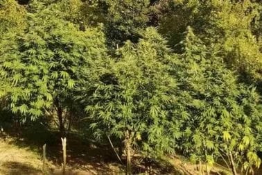 Uhapšen zbog proizvodnje marihuane na plantaži