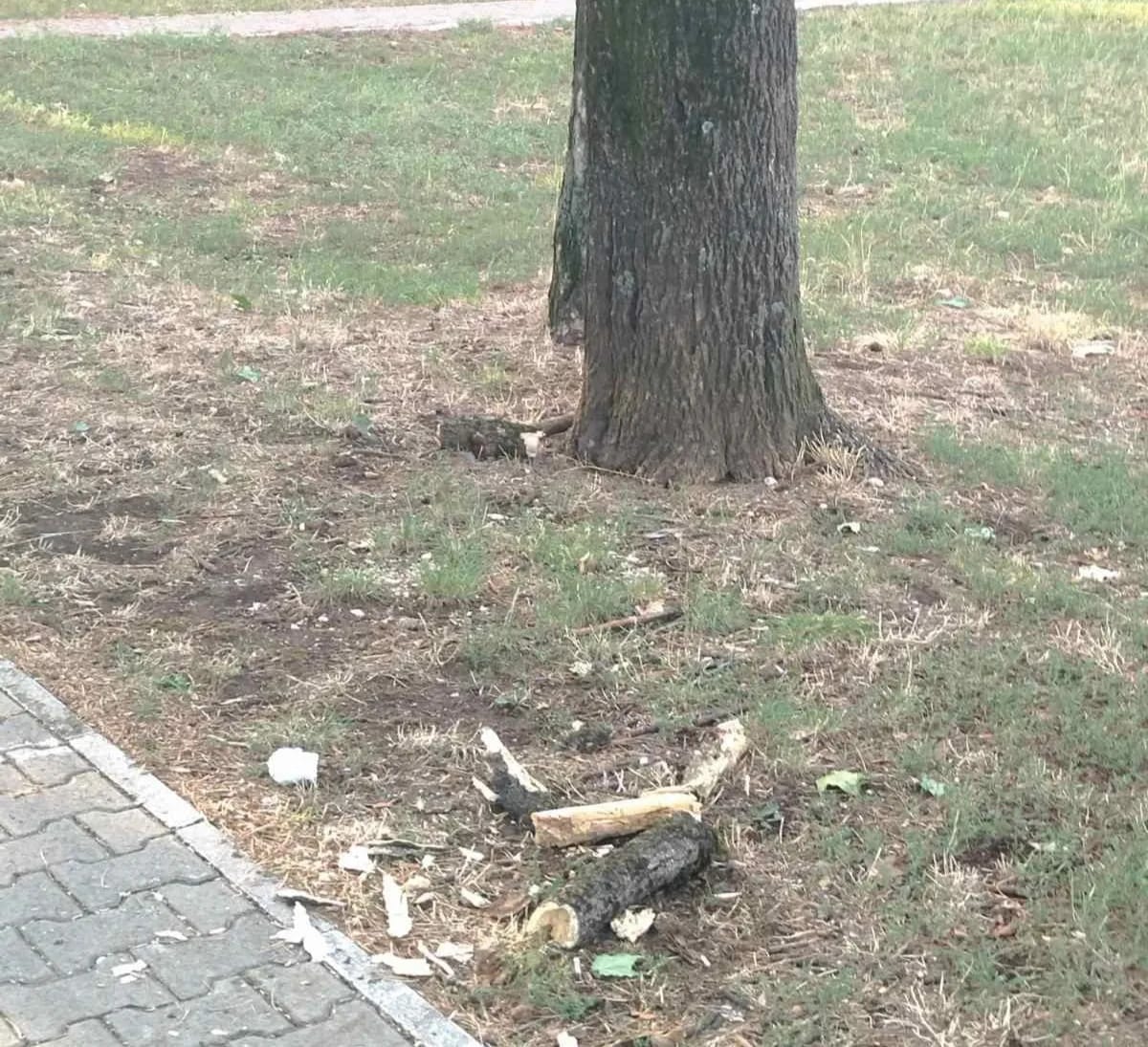 ČITAOCI ŠALJU: Ukloniti određena stabla iz gradskog parka