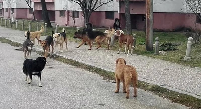 Čopor pasa lutalica napao i ugrizao za lice šestogodišnje dijete