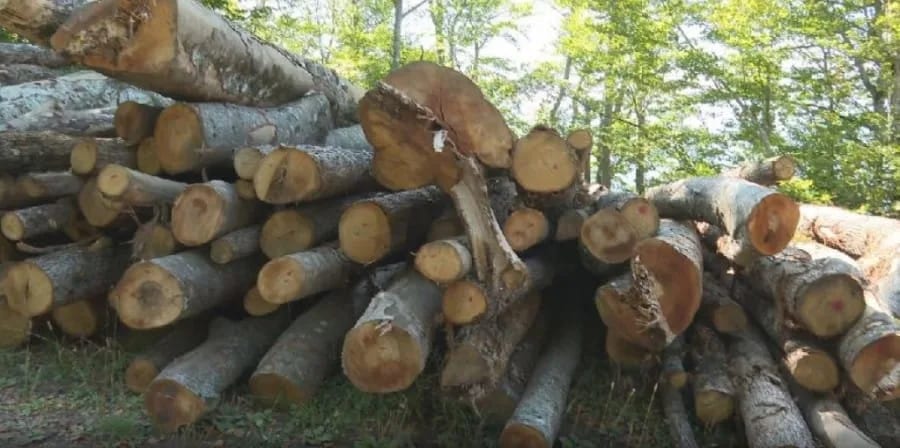 Nelegalna eksploatacija: Zarađuju milione, a prolaze nekažnjeno