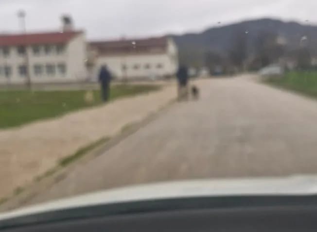 ČITAOCI ŠALJU: Vlasnički psi u dvorištu OŠ “Milija Nikćević”