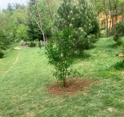 FOTO: Blace bogatije za dva zlatna euonimusa