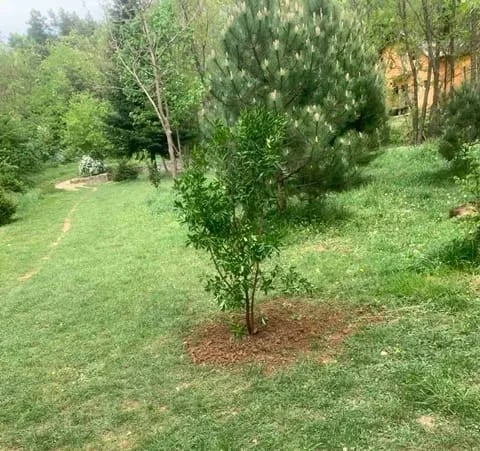 FOTO: Blace bogatije za dva zlatna euonimusa