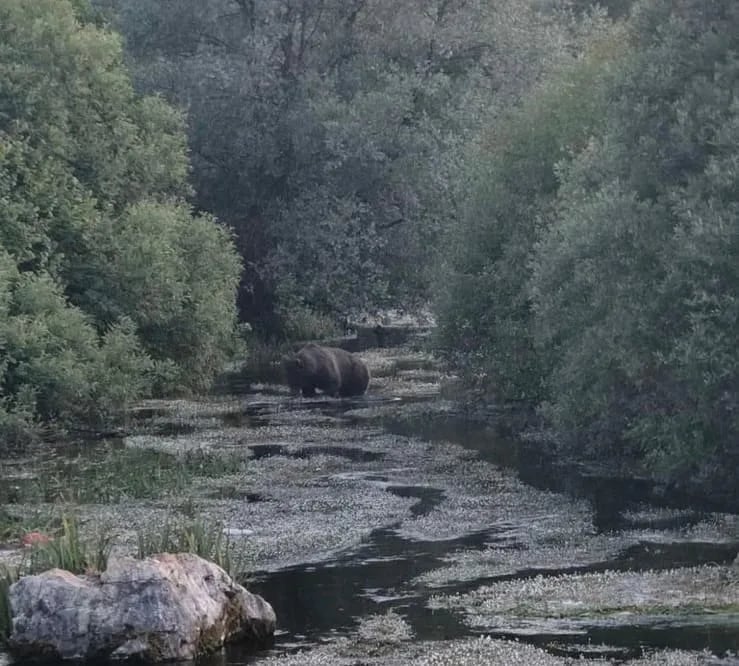FOTO: Medvjedi sve bliže kućama, snimljen u Rastovcu