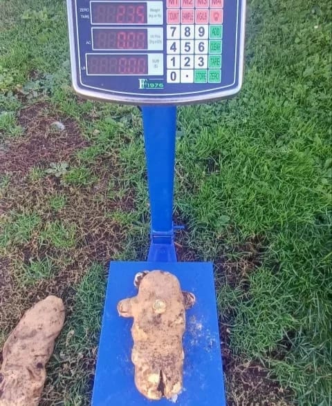 U plužinskom selu iskopan krompir od gotovo dva i po kilograma