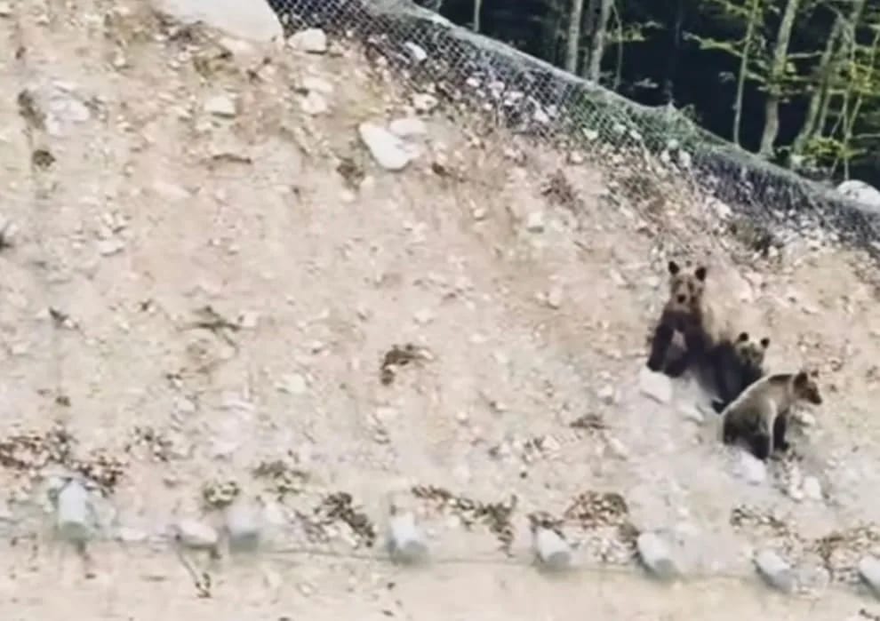 (VIDEO) U PP Piva lijep prizor: Mečka sa dva mečeta snimljena pored puta