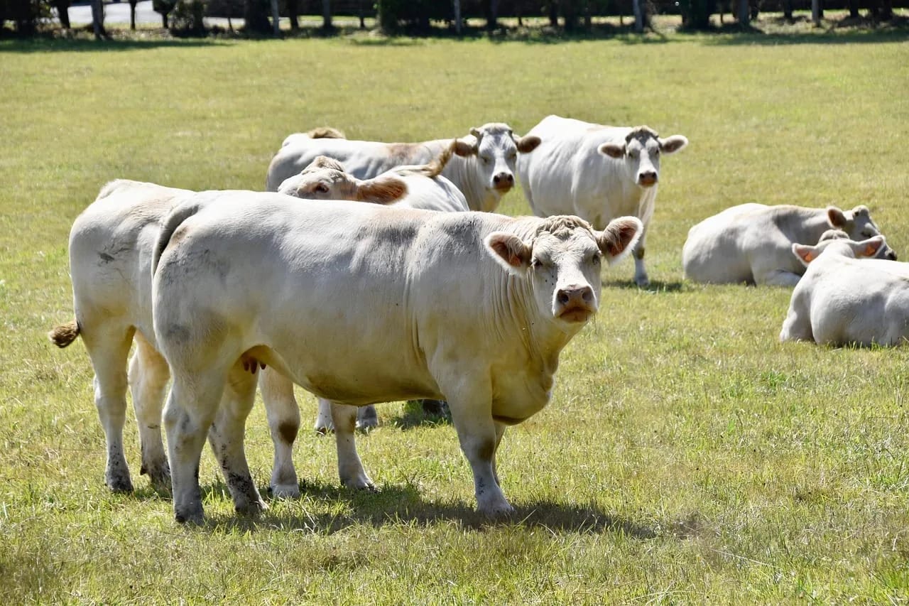 Apel mještana Banjana: Stoka slobodno luta selima i ugrožava bezbjednost
