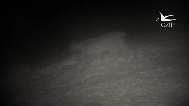 Potvrđeno prisustvo risa u Parku prirode Piva
