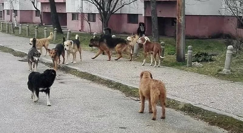Udruženje "Korina": Nikšićani da prijave sumnjive nestanke pasa u svojim lokalnim zajednicama