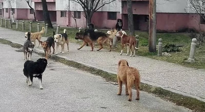 Udruženje "Korina": Nikšićani da prijave sumnjive nestanke pasa u svojim lokalnim zajednicama