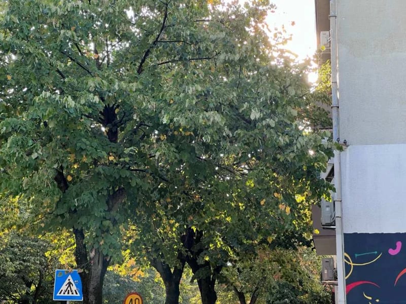 Čitaoci pišu: Lipe zaklanju svjetlost, lišće začepljava odvode