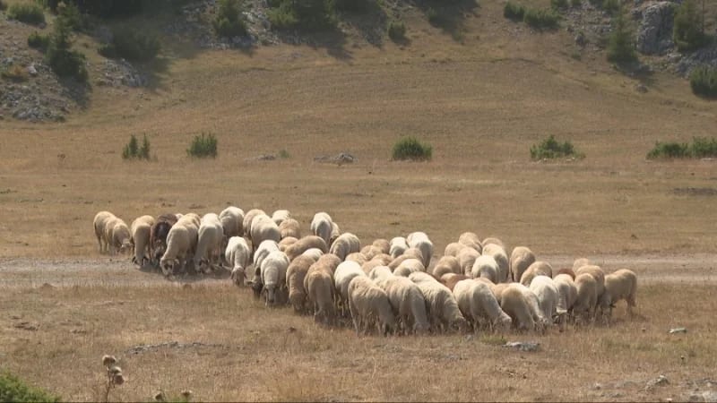 Počeo otkup jagnjadi, planirano 17.200 grla; penzionerima meso po 8,50 eura za kilogram