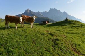 261464_austrija-krave-ap_orig