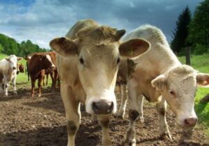 krave_1378490207_672x0