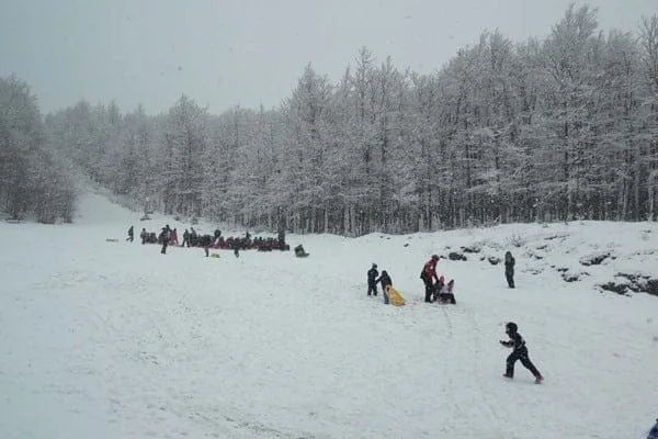 vucje