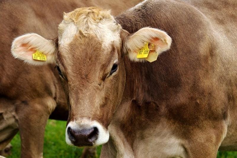 cow-2782461_960_720