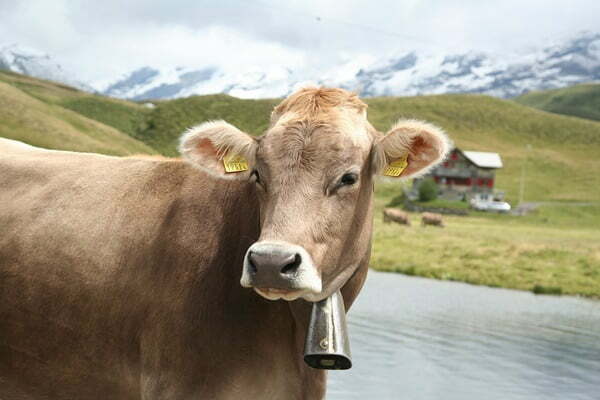 cow-3183539_960_720
