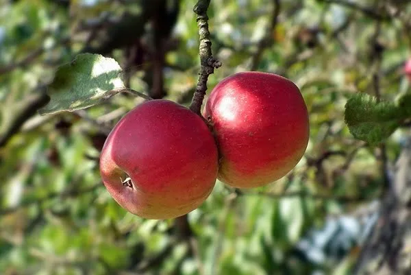 fruit-3151698_960_720