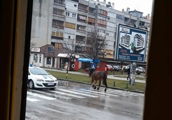 konj