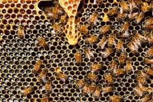 queen-cup-337695_960_720