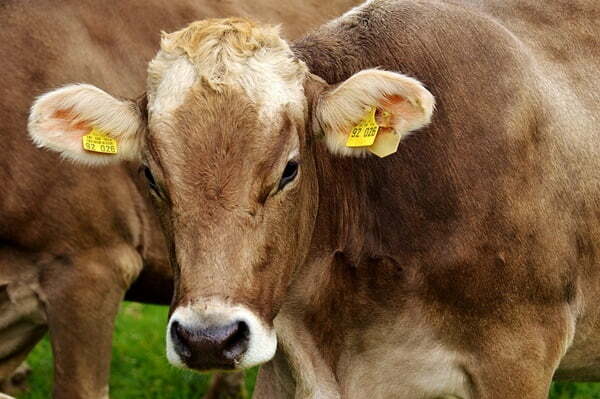 cow-2782461_960_720