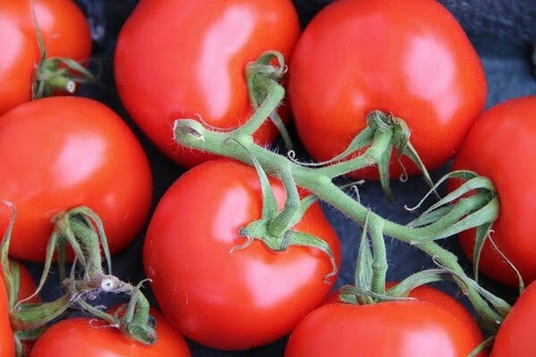 bush-tomatoes-3276533_960_720