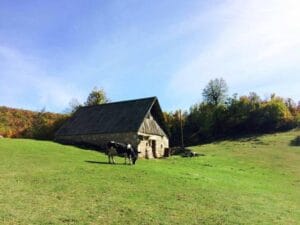 22472751_10213262509131678_394297874_n