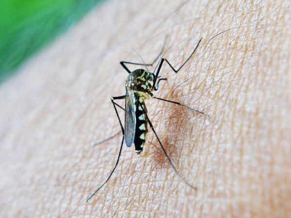mosquito-213806_960_720